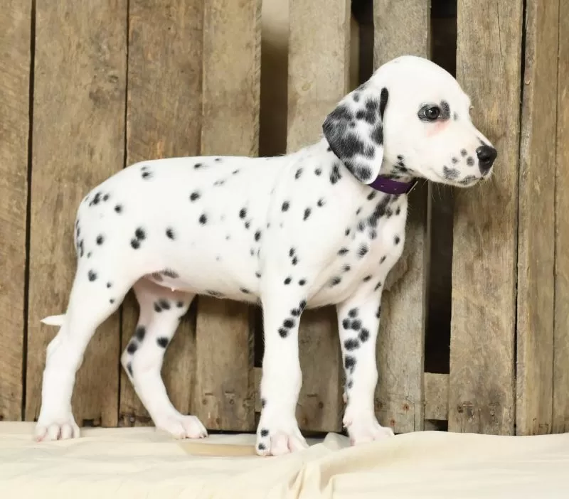 Heidi