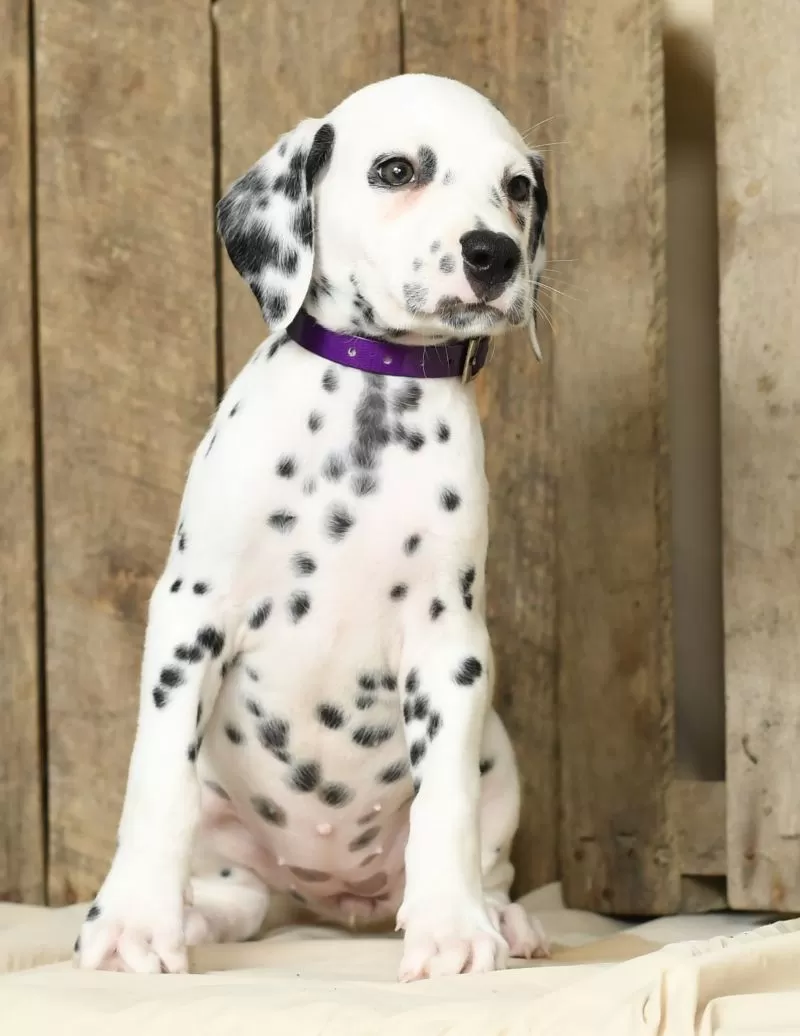 Heidi