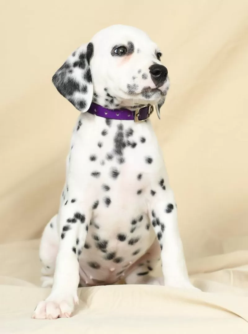 Heidi