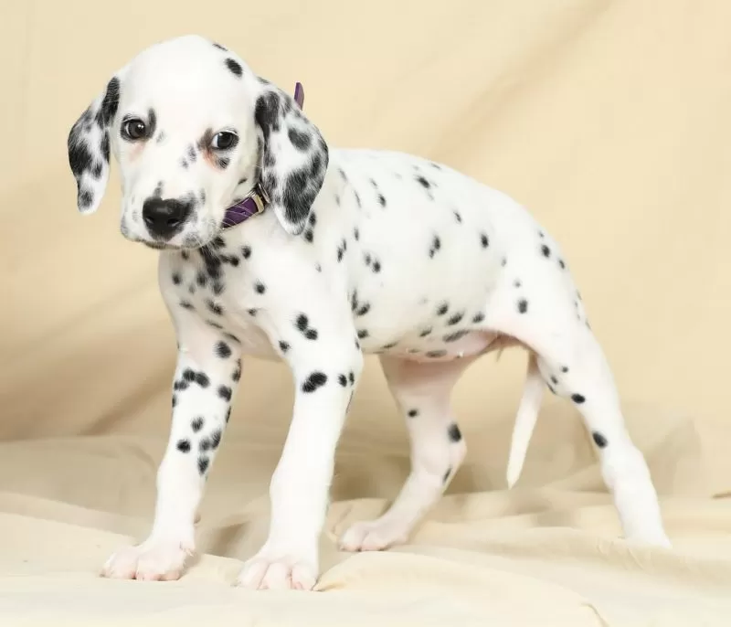 Heidi