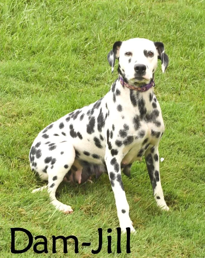 Heidi