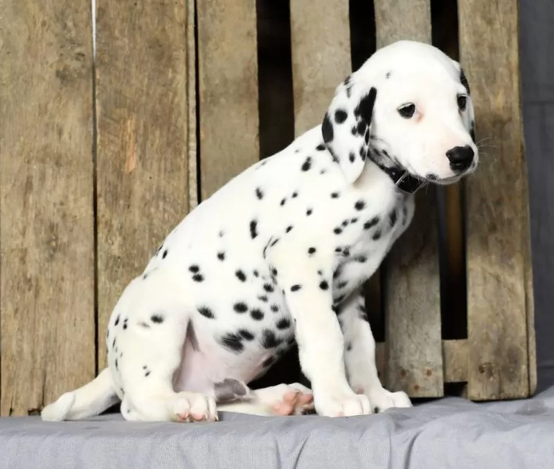 Felix
