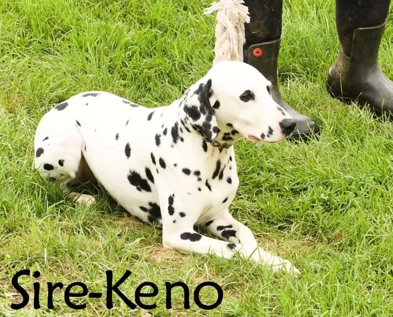 Felix
