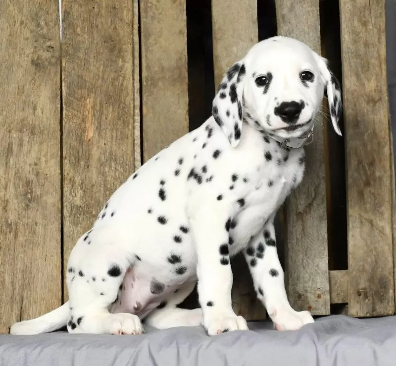 Trixie