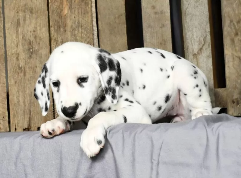 Trixie