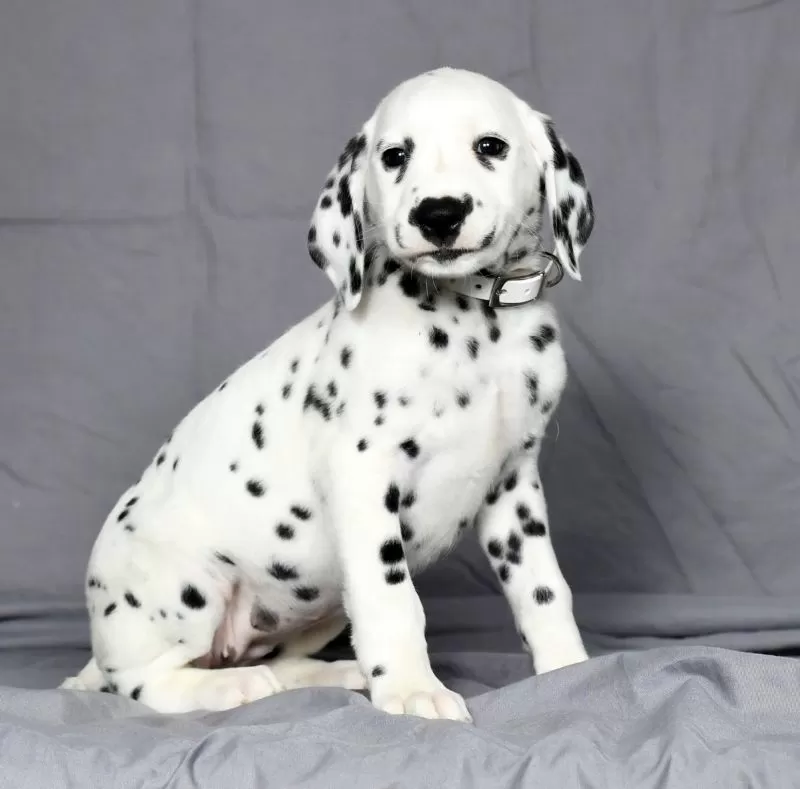 Trixie