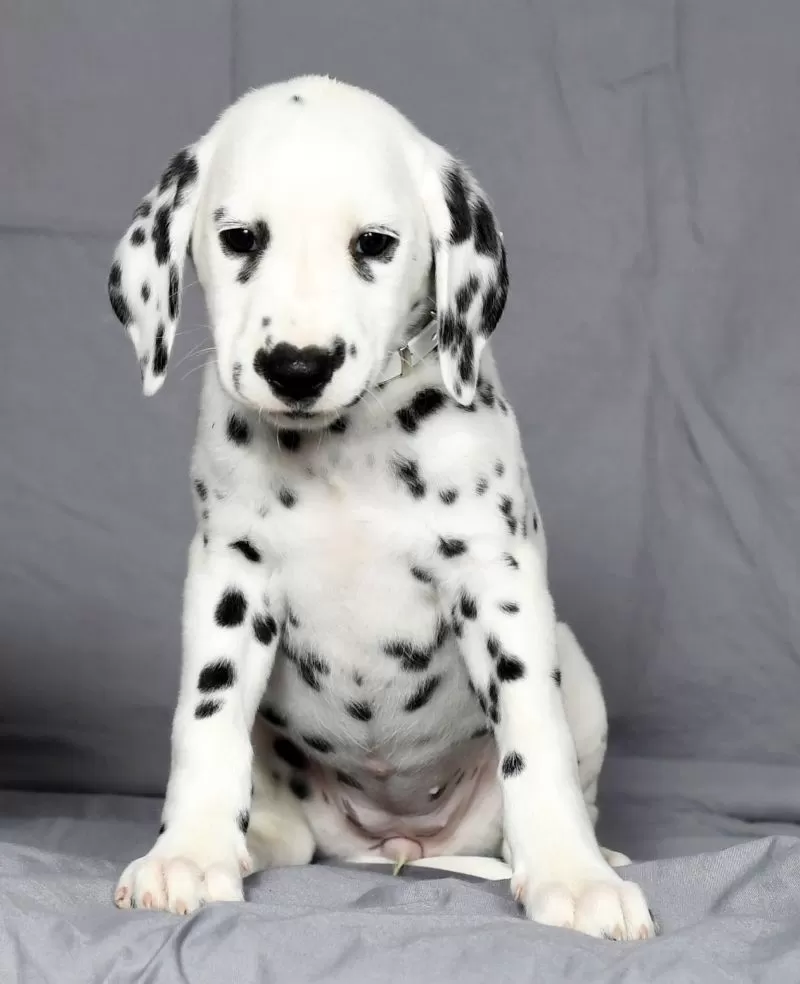 Trixie