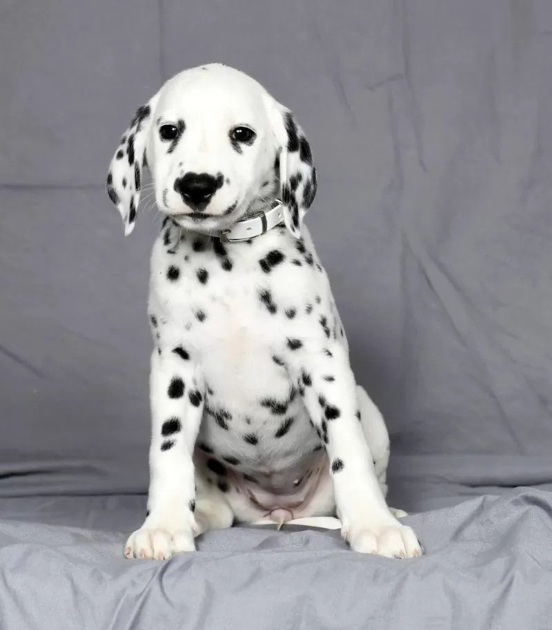 Trixie