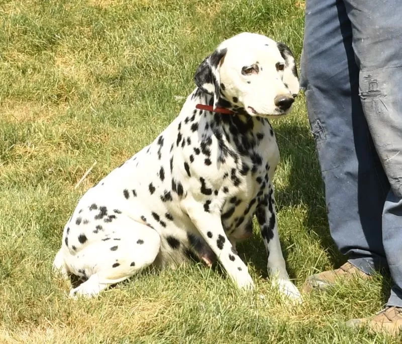 Trixie