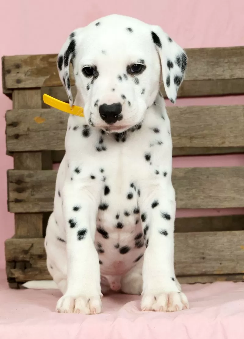 Puppy Name: Sprinkle