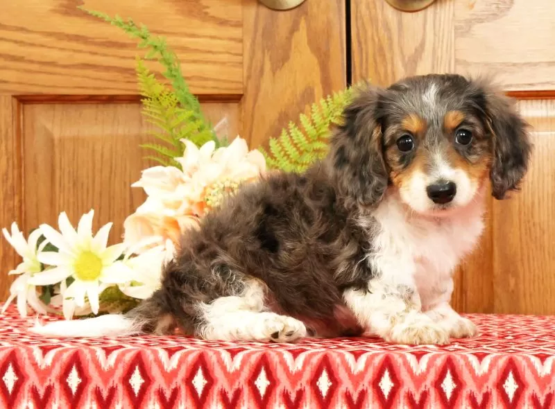 Puppy Name: Victor