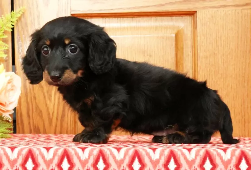 Puppy Name: Vandavale