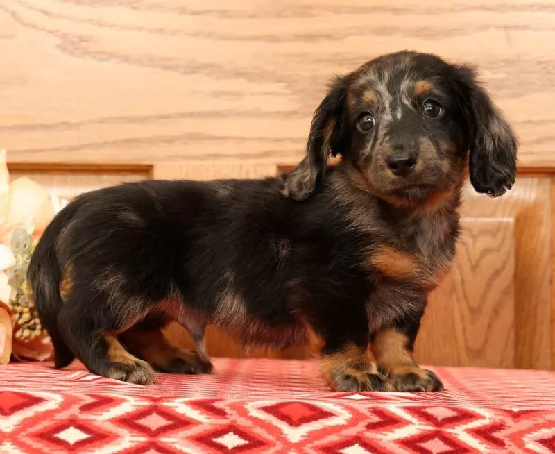 Puppy Name: Tinker