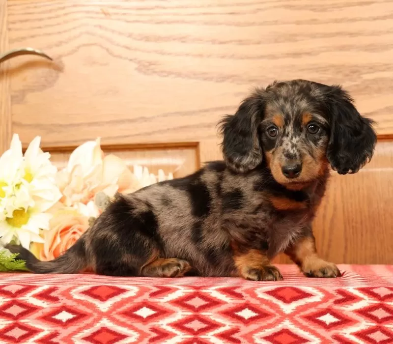 Puppy Name: Tanner