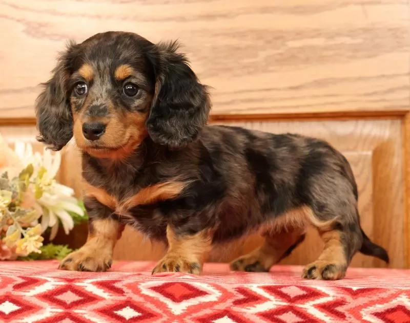 Puppy Name: Tina