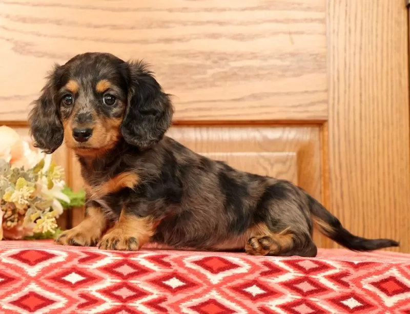 Tina