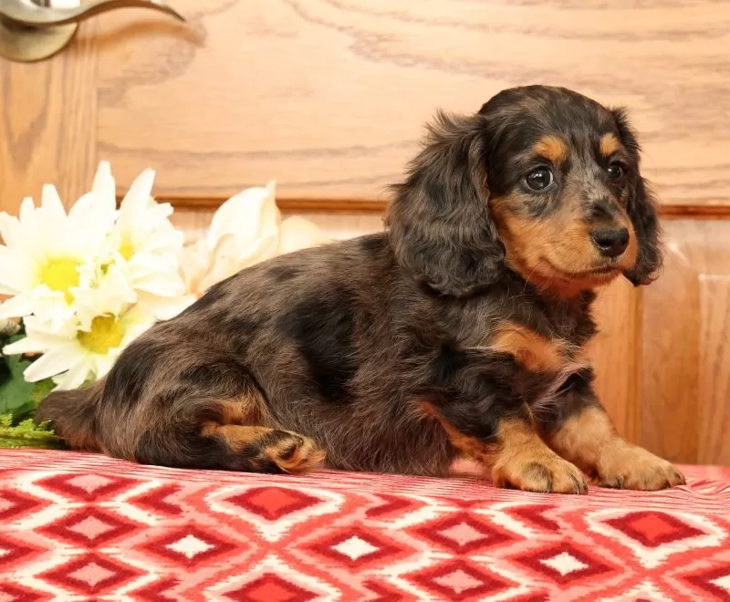Tina