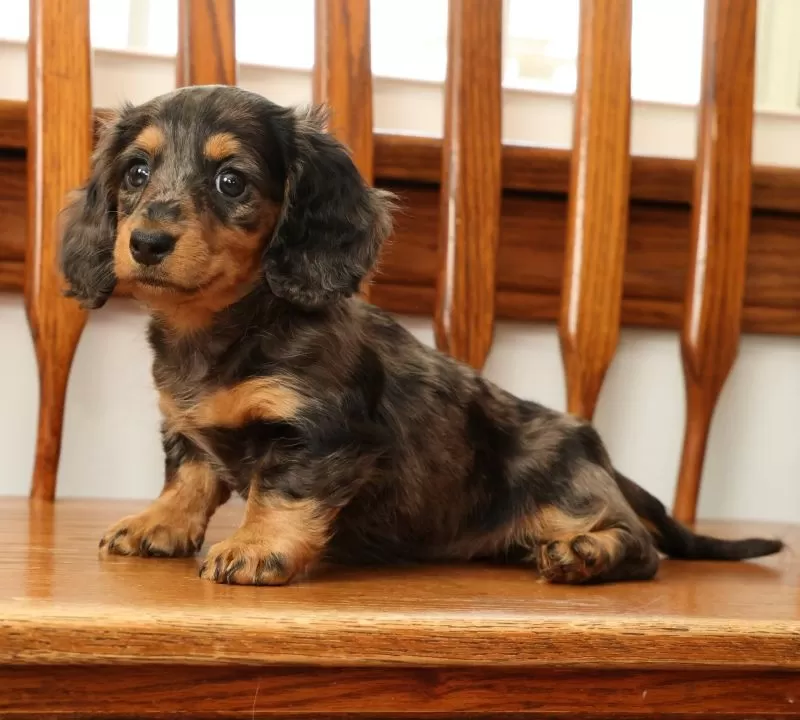 Tina