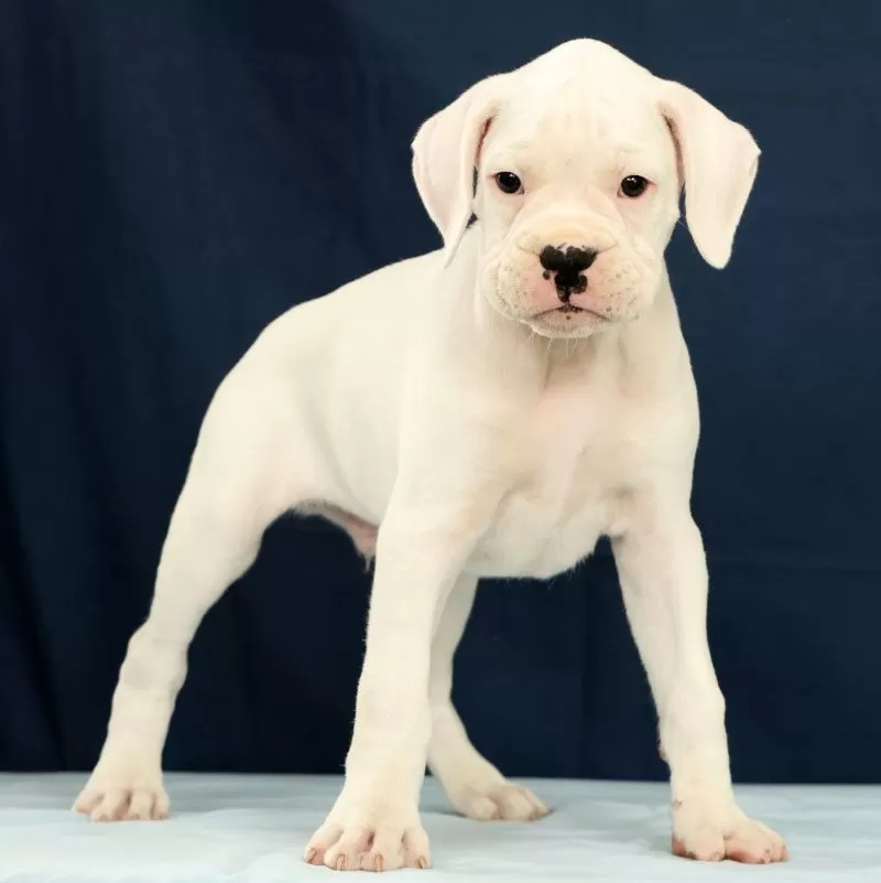 Puppy Name: Jasper