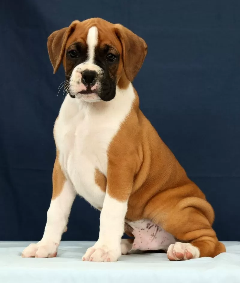 Puppy Name: Larry