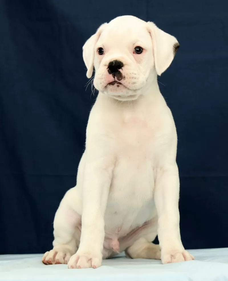 Max