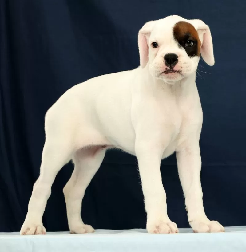 Puppy Name: Cookie