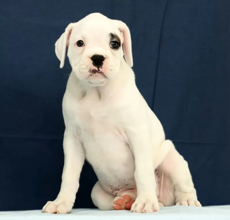 Puppy Name: Tessie