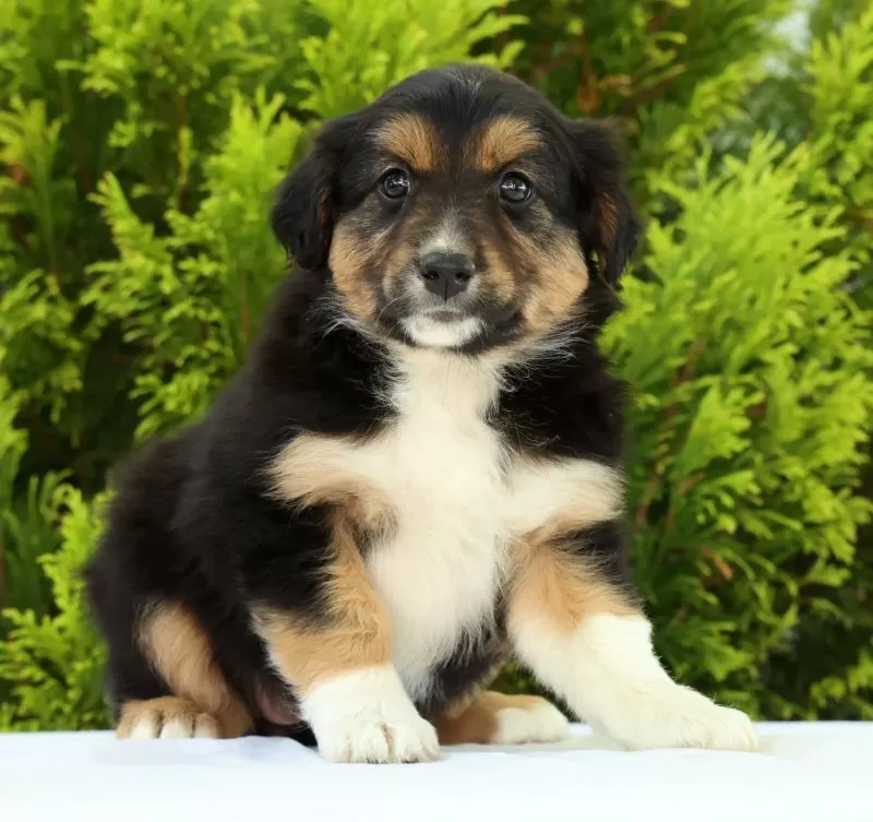 Puppy Name: Sunshine