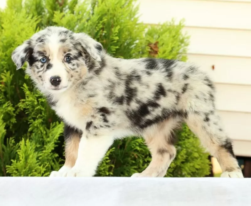 Puppy Name: Flower