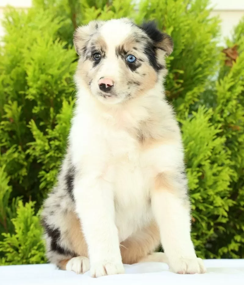 Jack