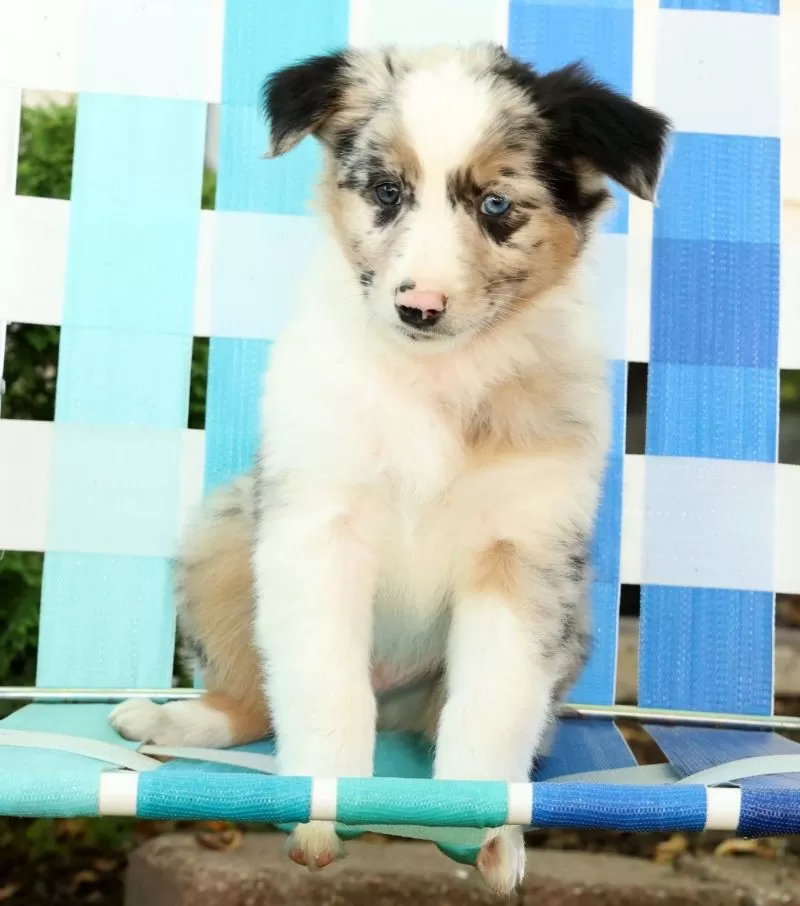 Jack
