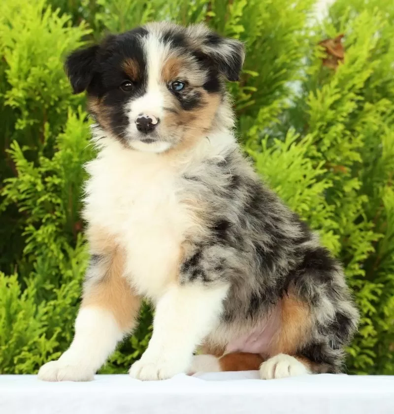 Puppy Name: Chip