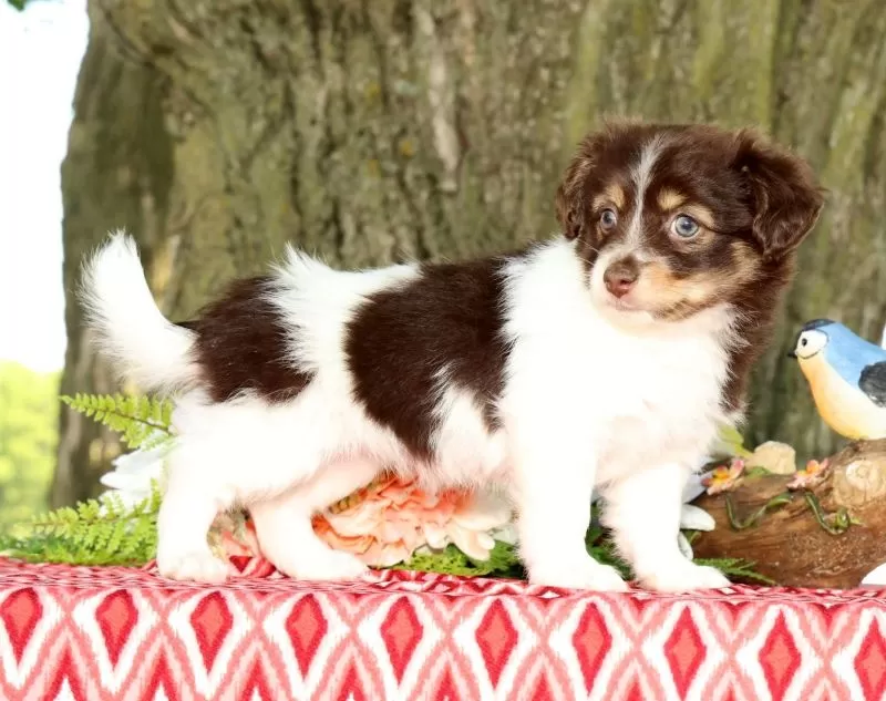 Puppy Name: Margie