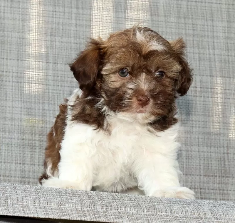 Puppy Name: Major