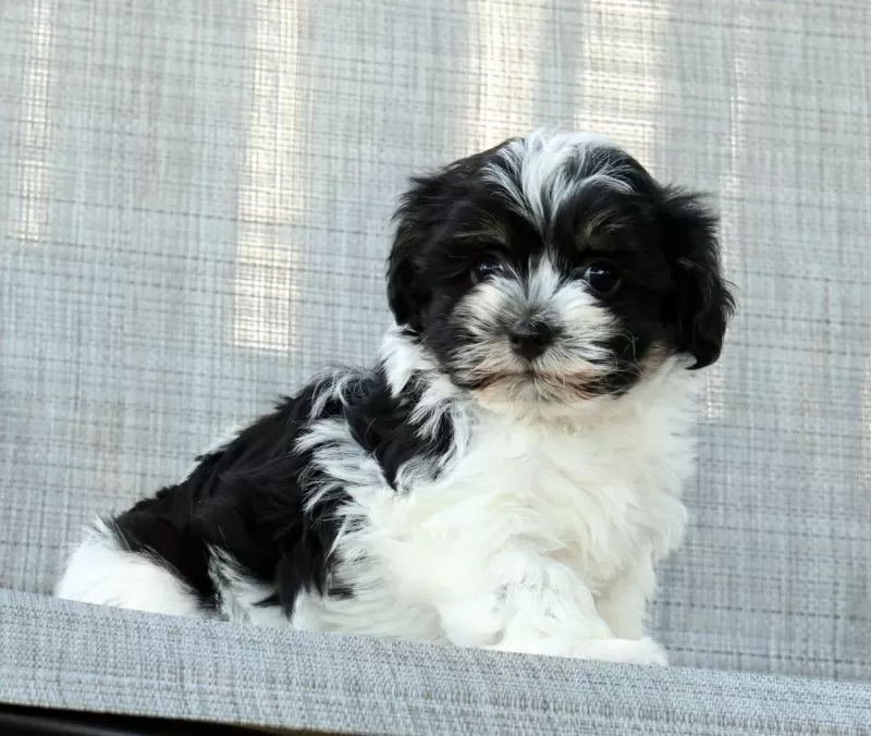 Missy