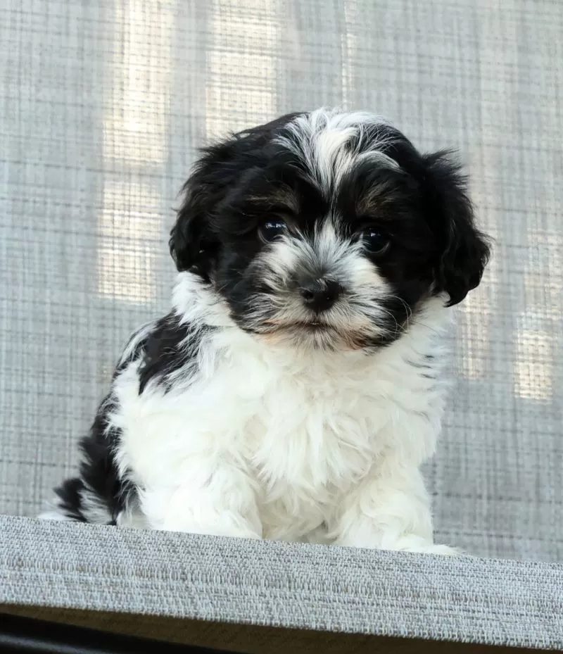 Missy