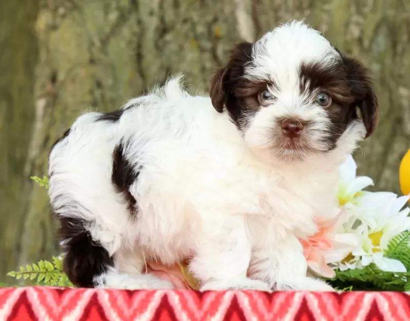 Puppy Name: Landon