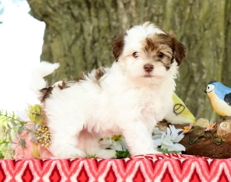 Puppy Name: Lula