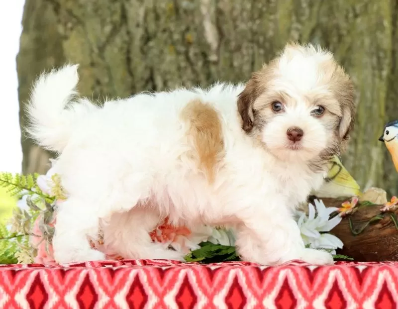 Puppy Name: Leeda