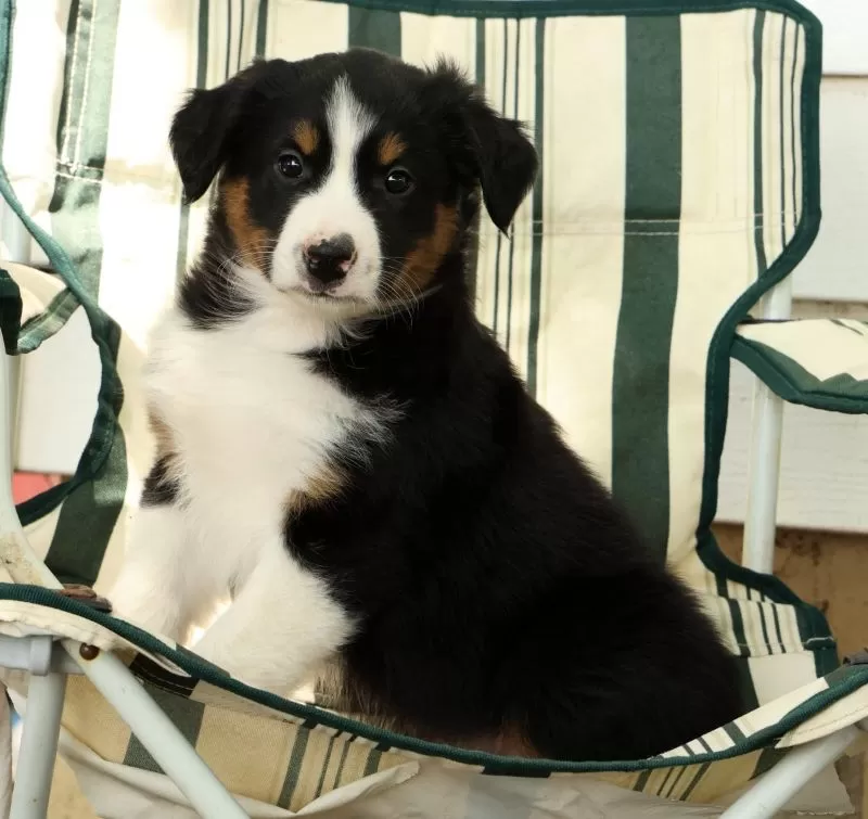 Puppy Name: Midnight