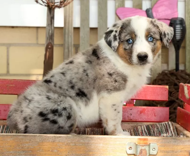Jasper