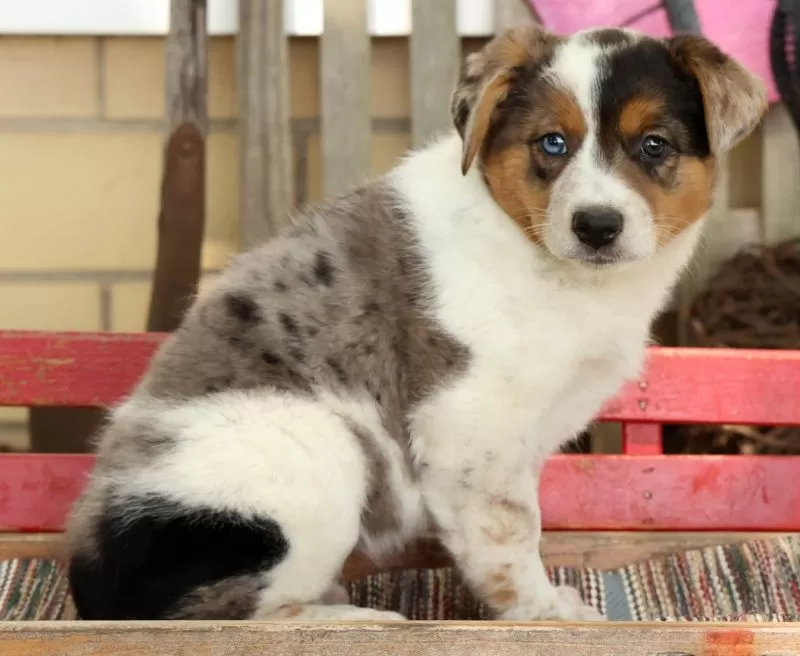 Puppy Name: Amber