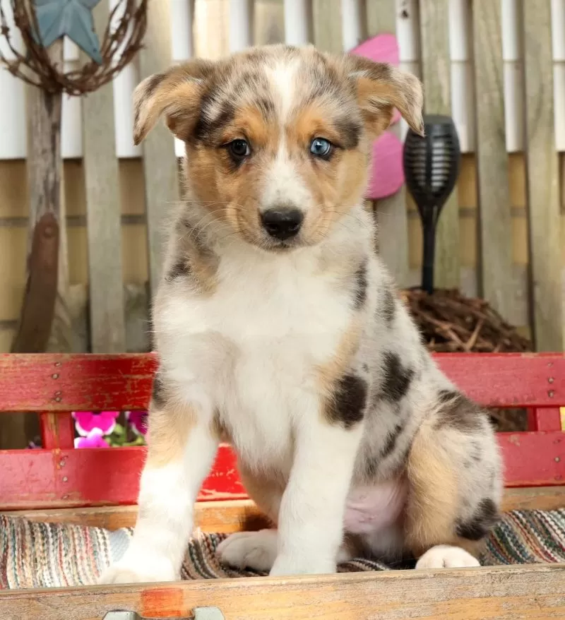 Puppy Name: Casper