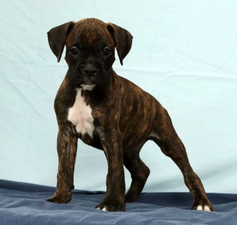 Puppy Name: Ebony