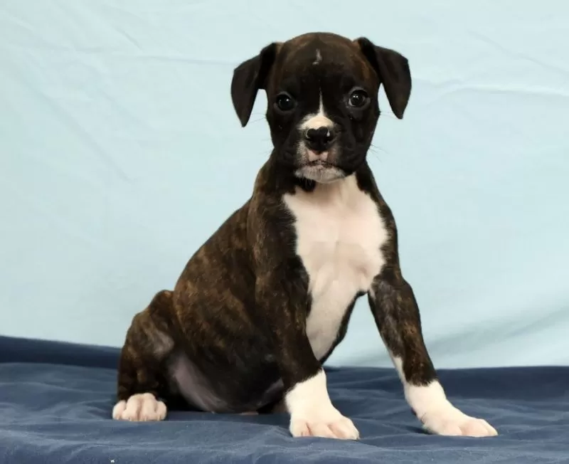 Puppy Name: Leo