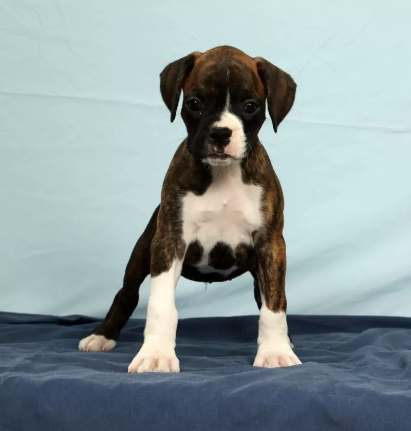 Puppy Name: Carl