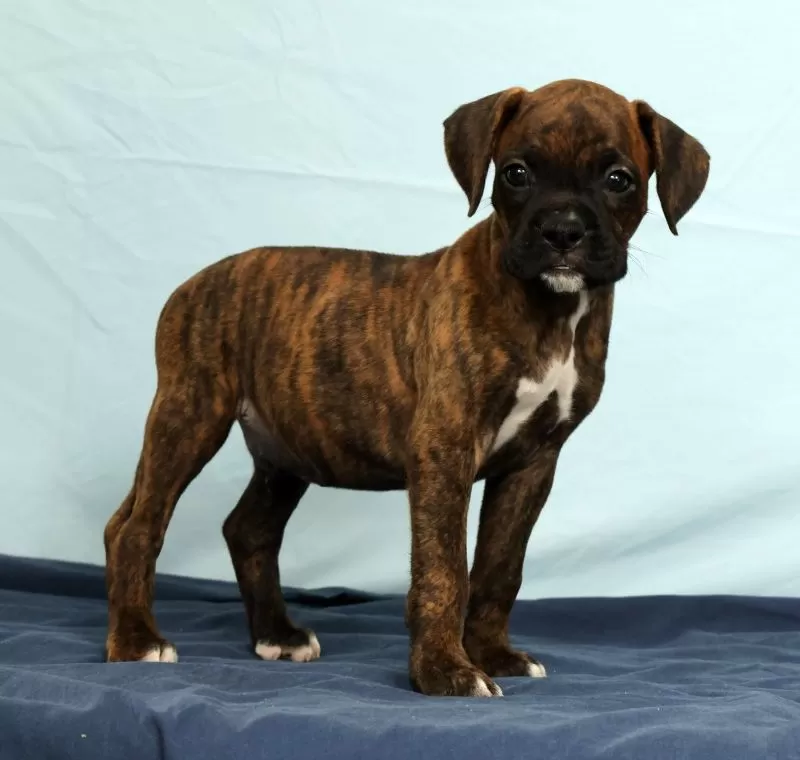 Puppy Name: Max