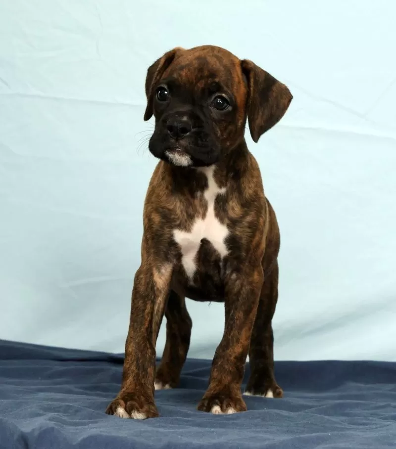 Max