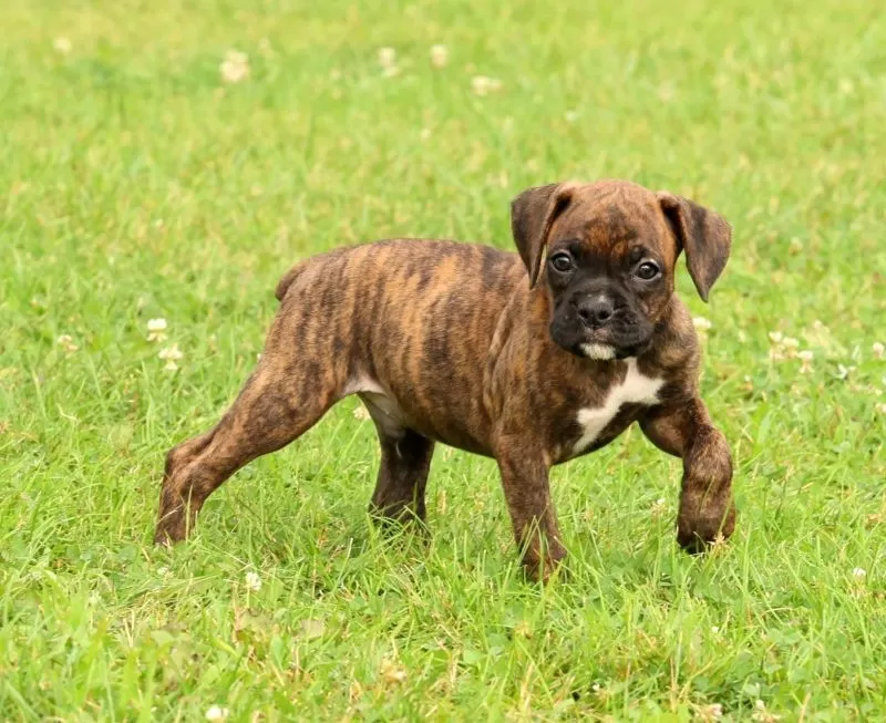 Max