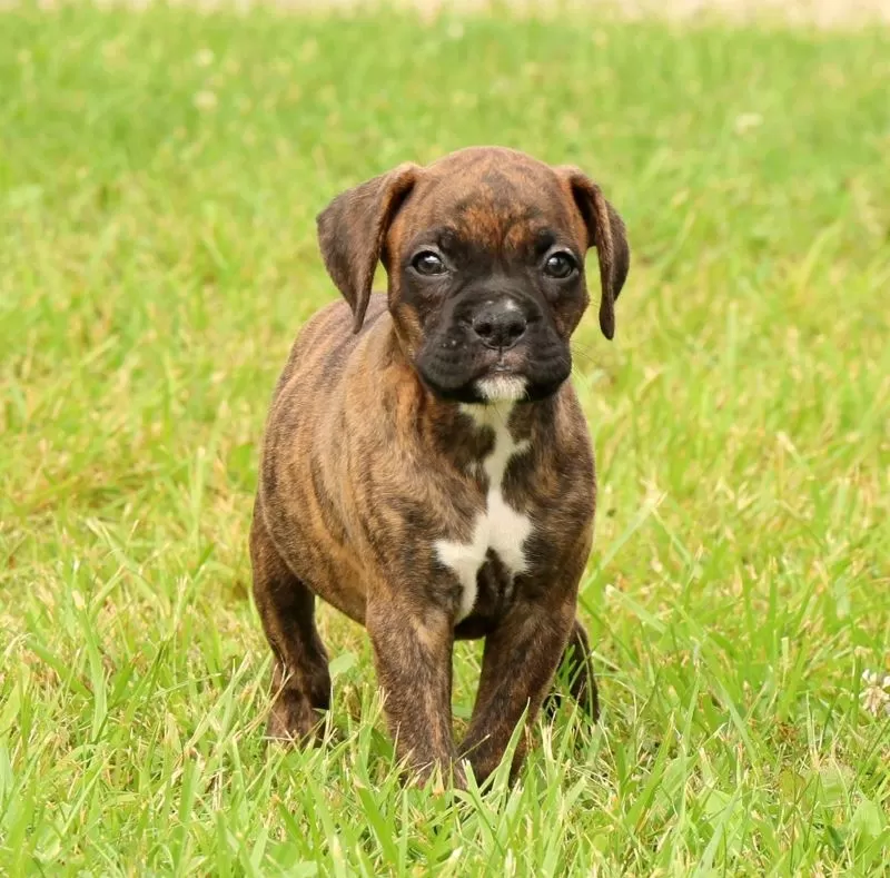 Max